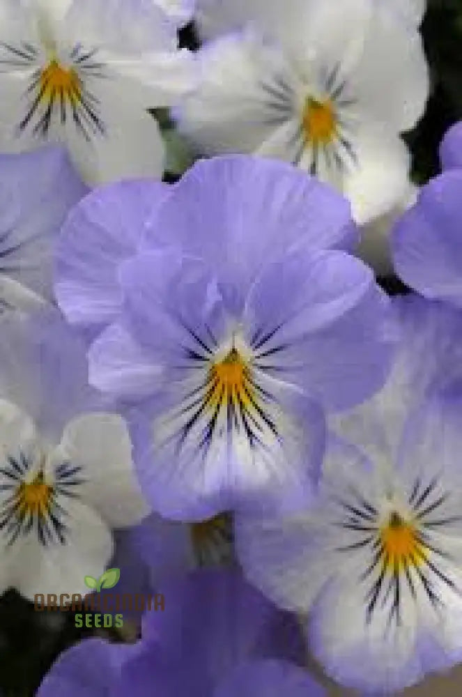 Pansy Cooling Greeting Frost Seeds Planting 100 Pcs Flower Seeds