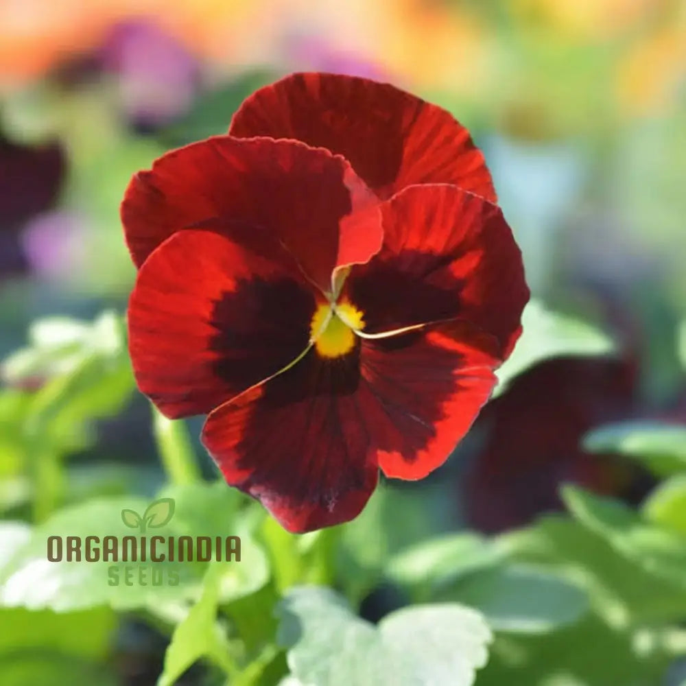 Pansy F1 Scarlet Red Blotch Flower Seeds - Rich And Vibrant Blooms For Elegant Garden Displays