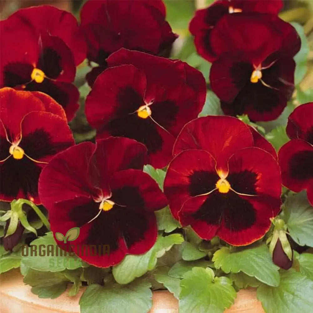 Pansy F1 Scarlet Red Blotch Flower Seeds - Rich And Vibrant Blooms For Elegant Garden Displays