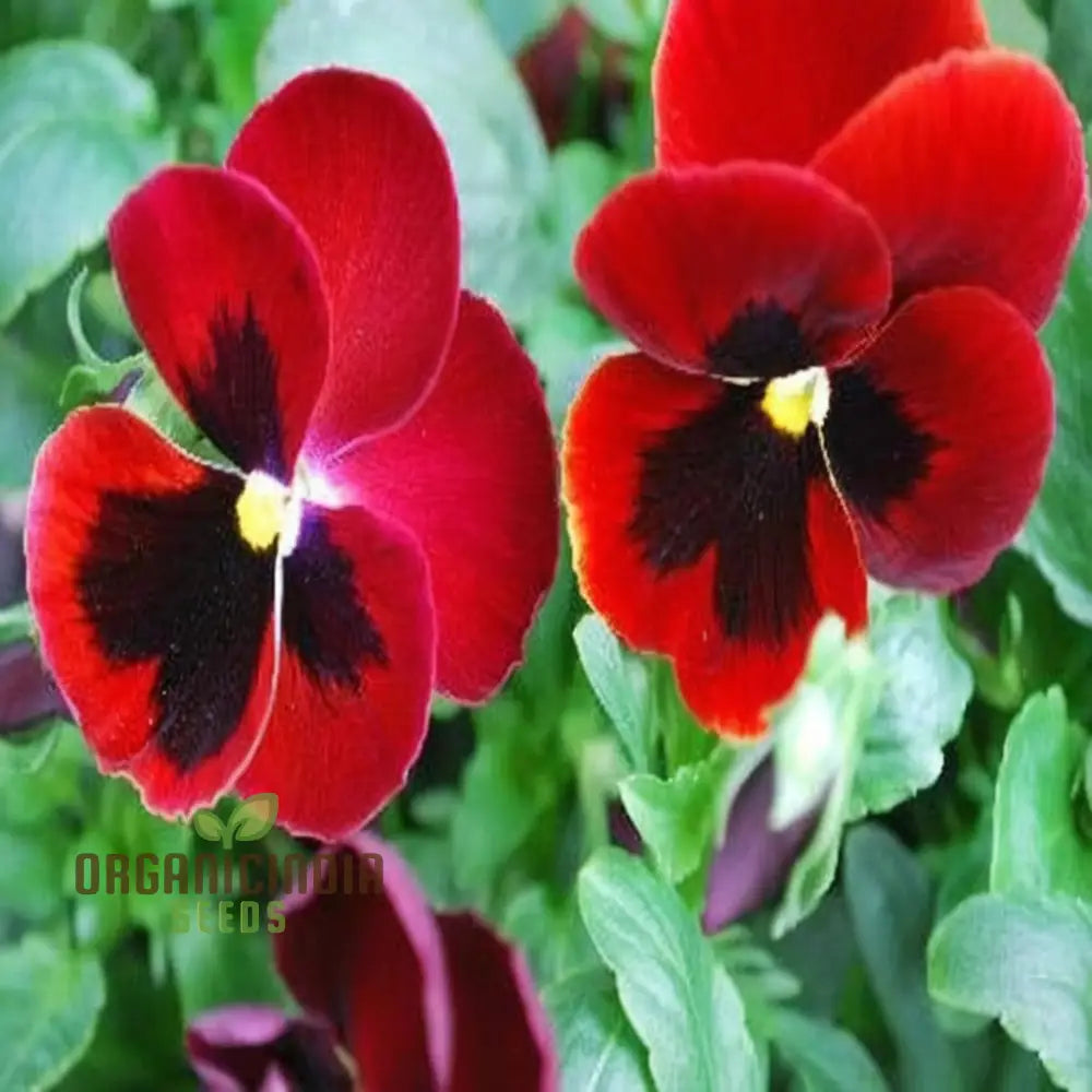 Pansy F1 Scarlet Red Blotch Flower Seeds - Rich And Vibrant Blooms For Elegant Garden Displays