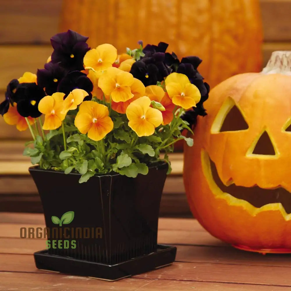 Pansy Halloween Black And Frizzle Sizzle Orange Mixed Flower Seeds For Planting Premium High