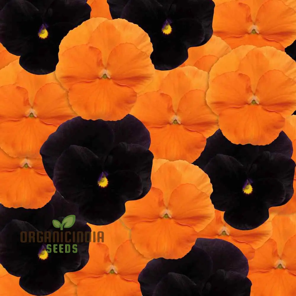 Pansy Halloween Black And Frizzle Sizzle Orange Mixed Flower Seeds For Planting Premium High