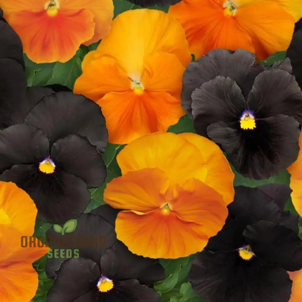 Pansy Halloween Black And Frizzle Sizzle Orange Mixed Flower Seeds For Planting Premium High