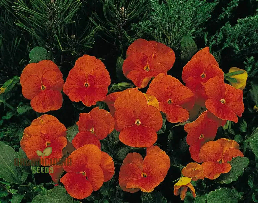 Pansy Padparadja F2 Seeds - Grow Unique And Striking Orange Pansies In Your Garden