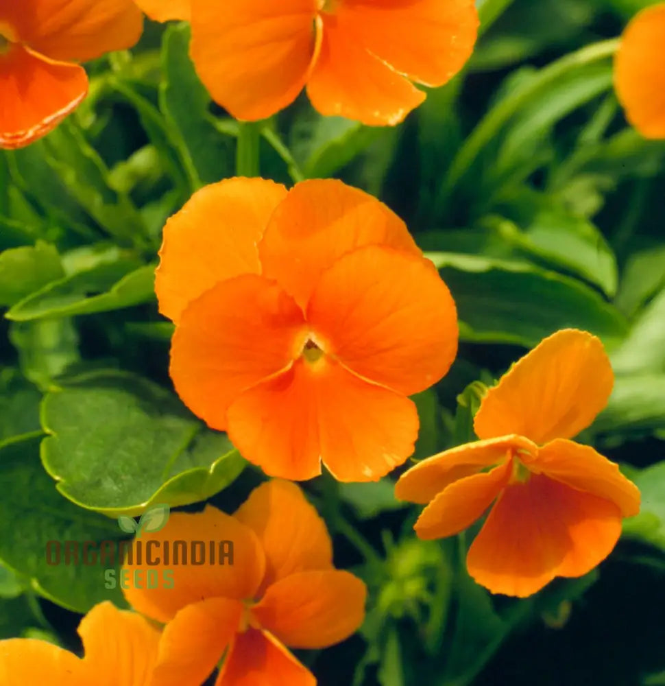 Pansy Padparadja F2 Seeds - Grow Unique And Striking Orange Pansies In Your Garden