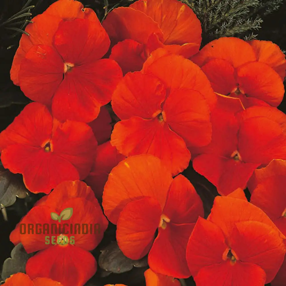 Pansy Padparadja F2 Seeds - Grow Unique And Striking Orange Pansies In Your Garden