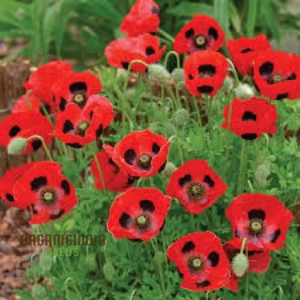 Papaver Commutatum â€™Ladybirdâ€™ Seeds For Vibrant Garden Blooms | Hardy Annual Flower Seasonal