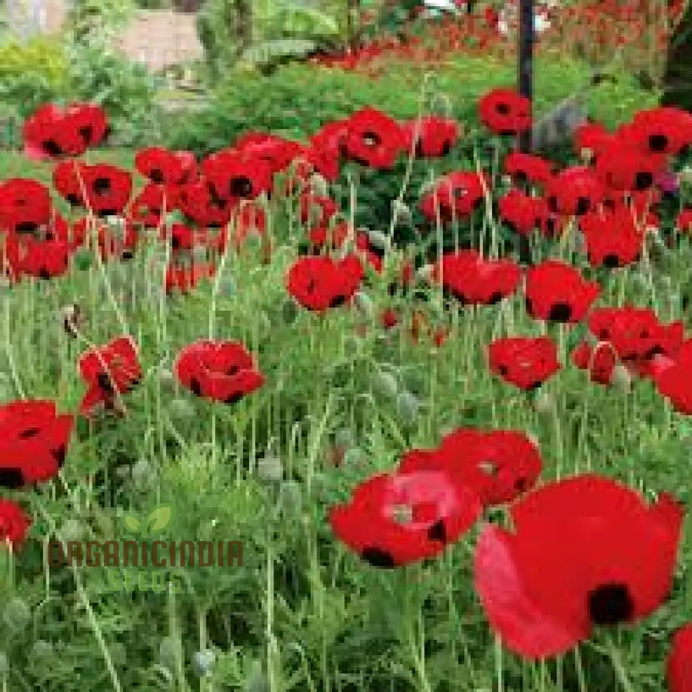 Papaver Commutatum â€™Ladybirdâ€™ Seeds For Vibrant Garden Blooms | Hardy Annual Flower Seasonal