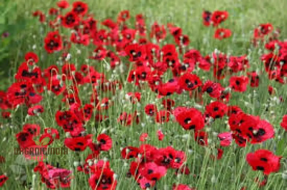 Papaver Commutatum â€™Ladybirdâ€™ Seeds For Vibrant Garden Blooms | Hardy Annual Flower Seasonal