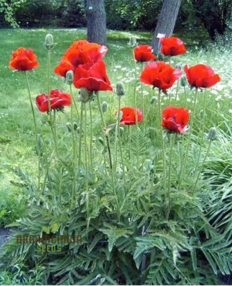 Papaver Orientale â€™Brilliantâ€™ Seeds For Vibrant Garden Blooms | Hardy Perennial Flower Stunning