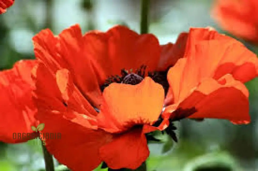 Papaver Orientale â€™Brilliantâ€™ Seeds For Vibrant Garden Blooms | Hardy Perennial Flower Stunning