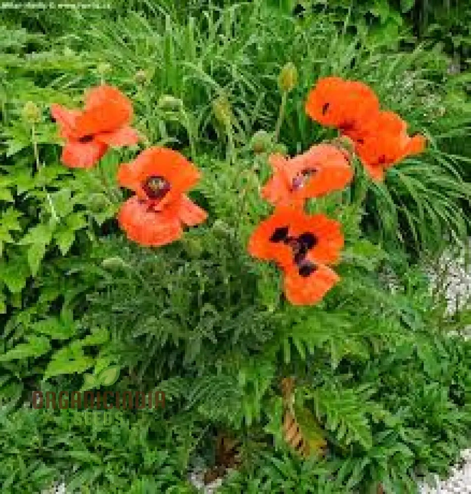 Papaver Orientale â€™Brilliantâ€™ Seeds For Vibrant Garden Blooms | Hardy Perennial Flower Stunning