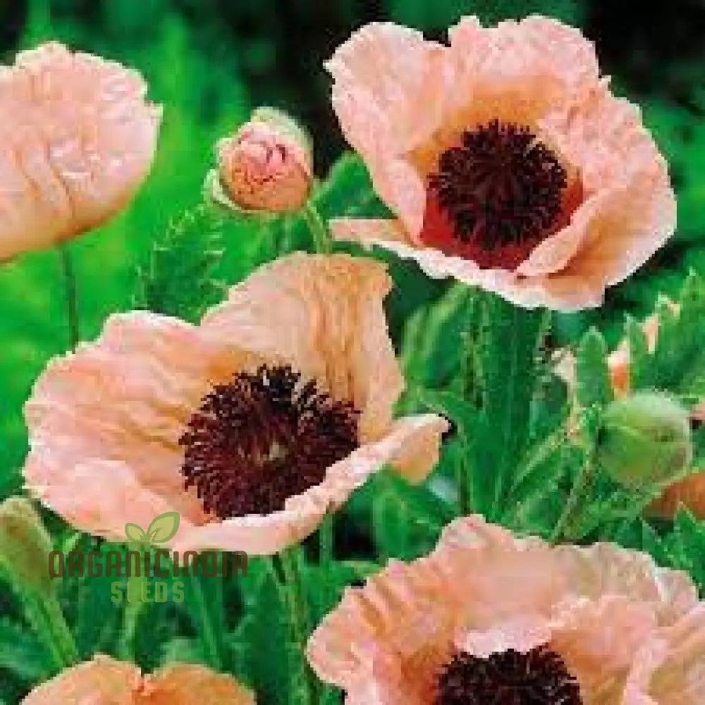 Papaver Orientale â€™New Hybridsâ€™ Seeds For Exquisite Garden Blooms - Premium Quality Your