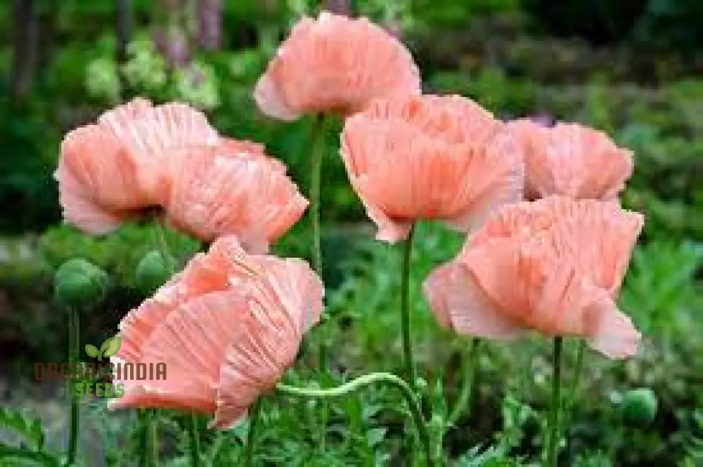 Papaver Orientale â€™New Hybridsâ€™ Seeds For Exquisite Garden Blooms - Premium Quality Your