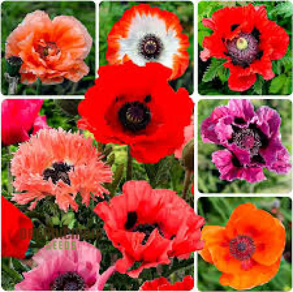 Papaver Orientale â€™New Hybridsâ€™ Seeds For Exquisite Garden Blooms - Premium Quality Your