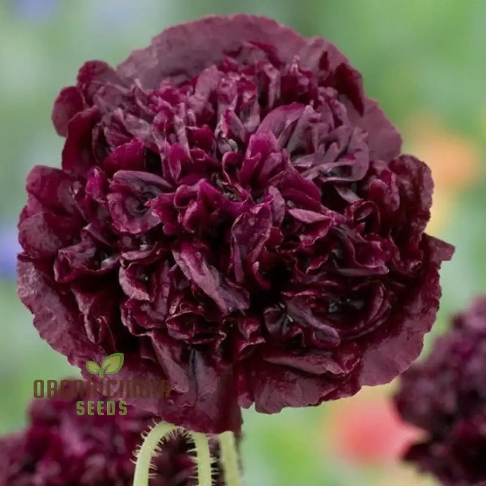 Papaver (Poppy) Paeoniflorin Black Peony - Cultivate Elegant And Dark Poppies In Your Garden