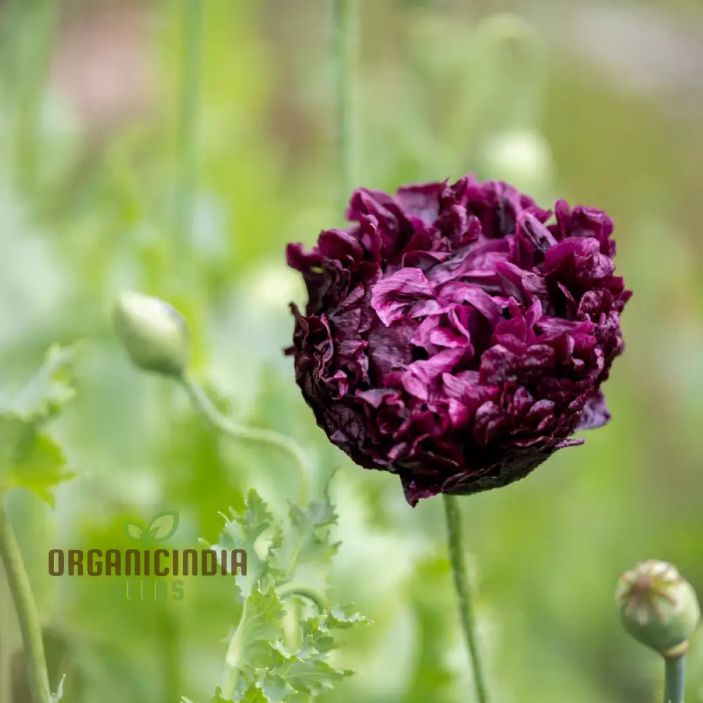 Papaver (Poppy) Paeoniflorin Black Peony - Cultivate Elegant And Dark Poppies In Your Garden