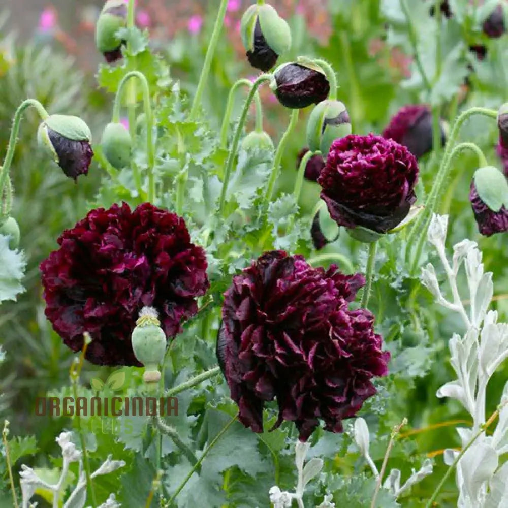 Papaver (Poppy) Paeoniflorin Black Peony - Cultivate Elegant And Dark Poppies In Your Garden