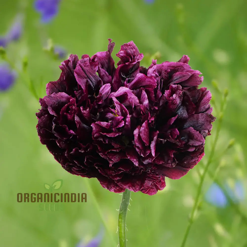 Papaver (Poppy) Paeoniflorin Black Peony - Cultivate Elegant And Dark Poppies In Your Garden