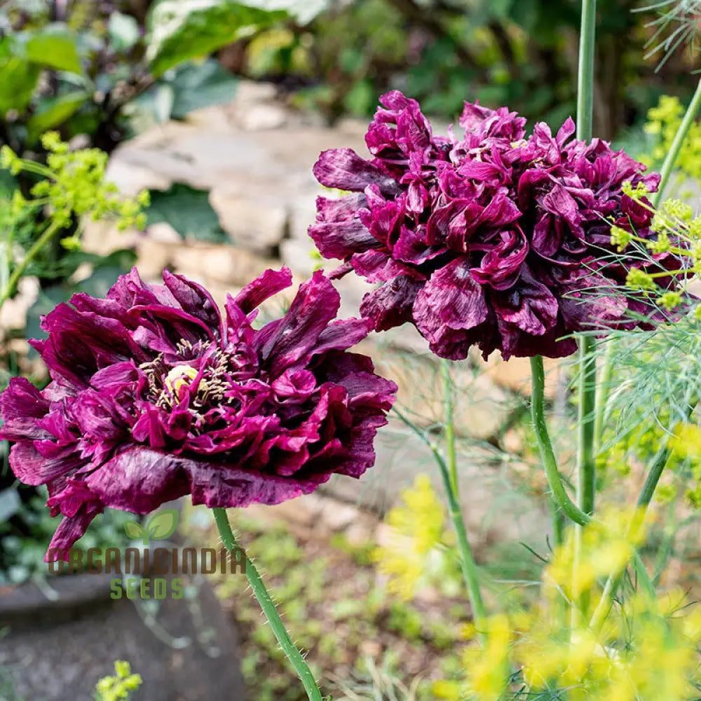 Papaver (Poppy) Paeoniflorin Black Peony - Cultivate Elegant And Dark Poppies In Your Garden