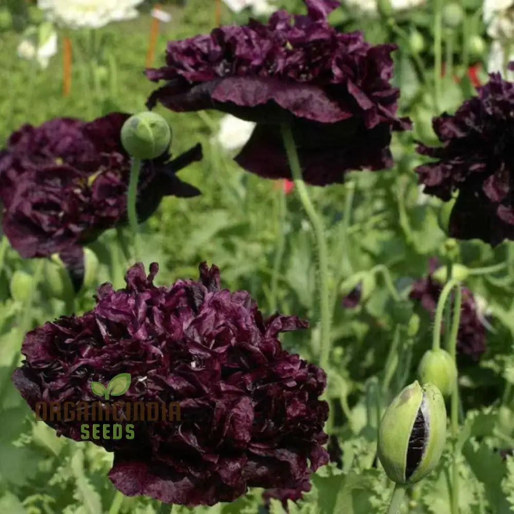 Papaver (Poppy) Paeoniflorin Black Peony - Cultivate Elegant And Dark Poppies In Your Garden