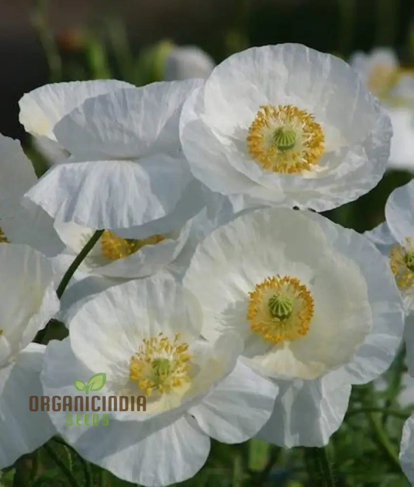 Papaver (Poppy Seeds) Bridal Silk - Grow Elegant And Delicate Poppies In Your Garden