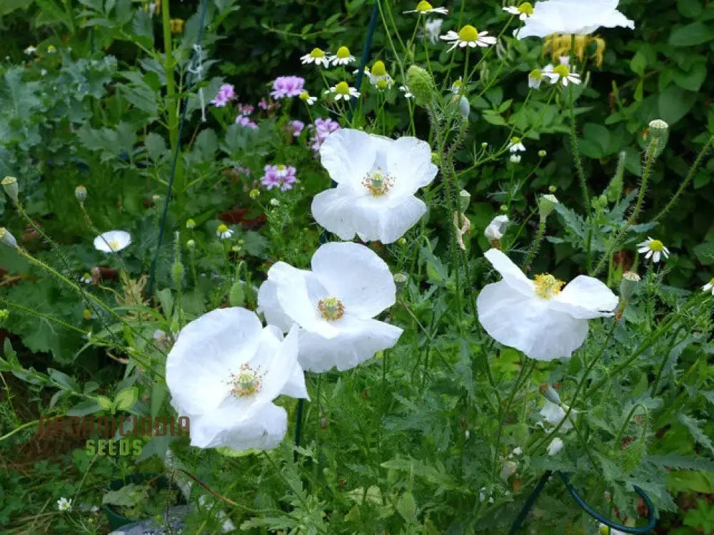 Papaver (Poppy Seeds) Bridal Silk - Grow Elegant And Delicate Poppies In Your Garden