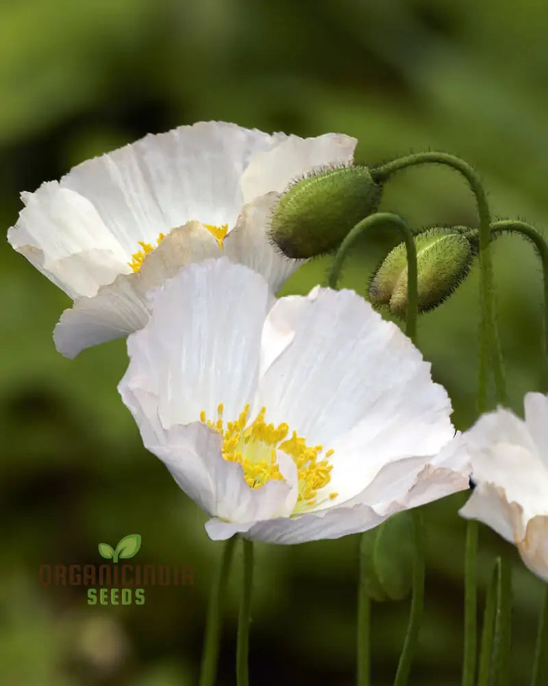 Papaver (Poppy Seeds) Bridal Silk - Grow Elegant And Delicate Poppies In Your Garden