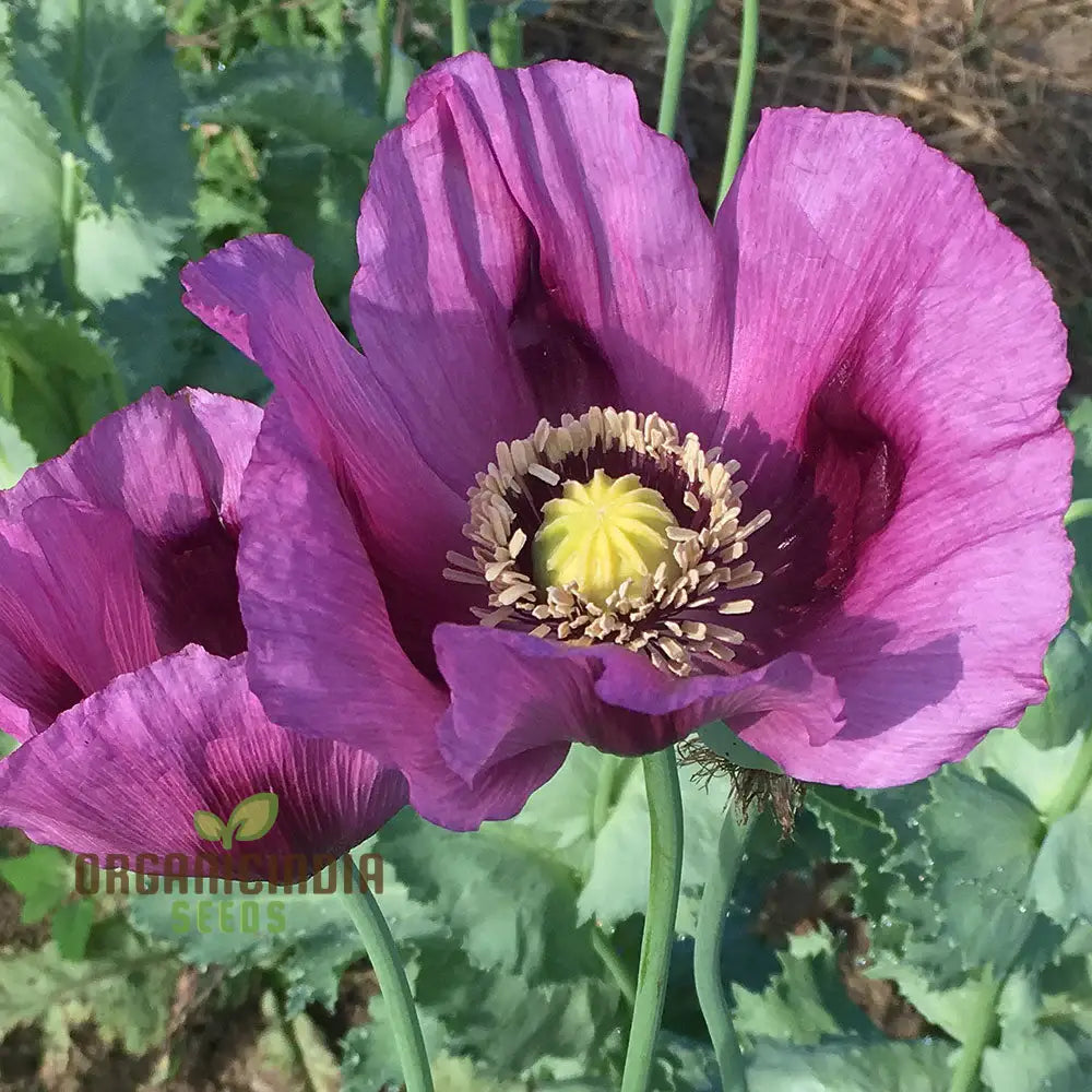 Papaver (Poppy Seeds) Hungarian Blue - Grow Beautiful And Vibrant Poppies In Your Garden