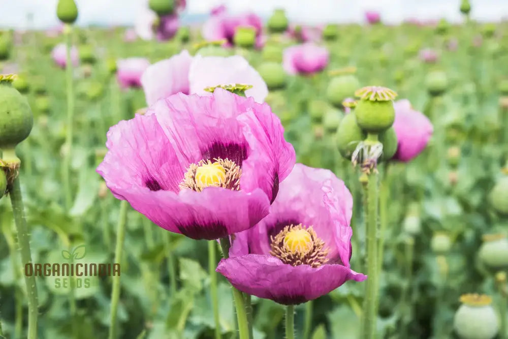 Papaver (Poppy Seeds) Hungarian Blue - Grow Beautiful And Vibrant Poppies In Your Garden