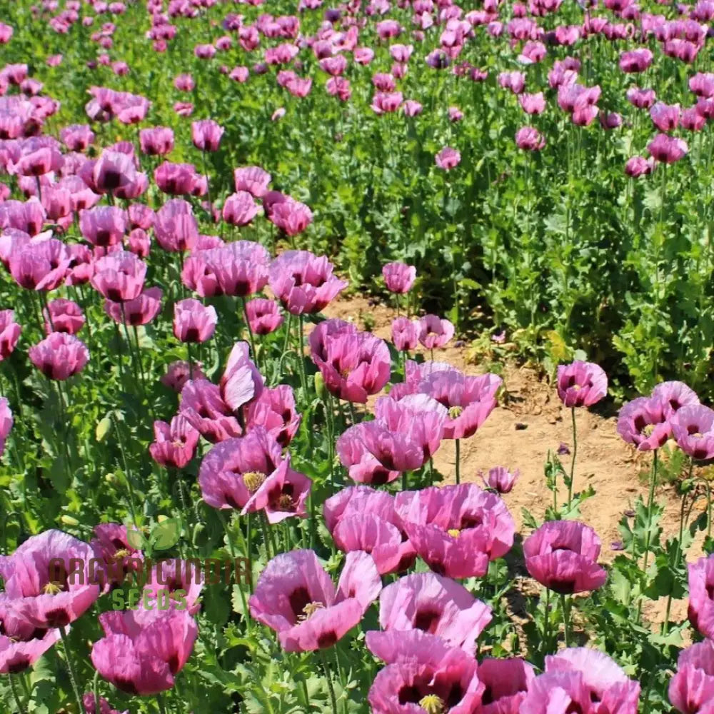 Papaver (Poppy Seeds) Hungarian Blue - Grow Beautiful And Vibrant Poppies In Your Garden