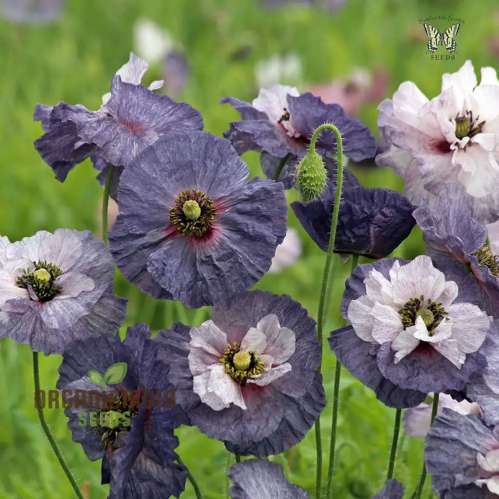 Papaver (Poppy Seeds) Rhoeas Amazing Grey - Grow Beautiful And Unique Poppy Flowers In Your Garden