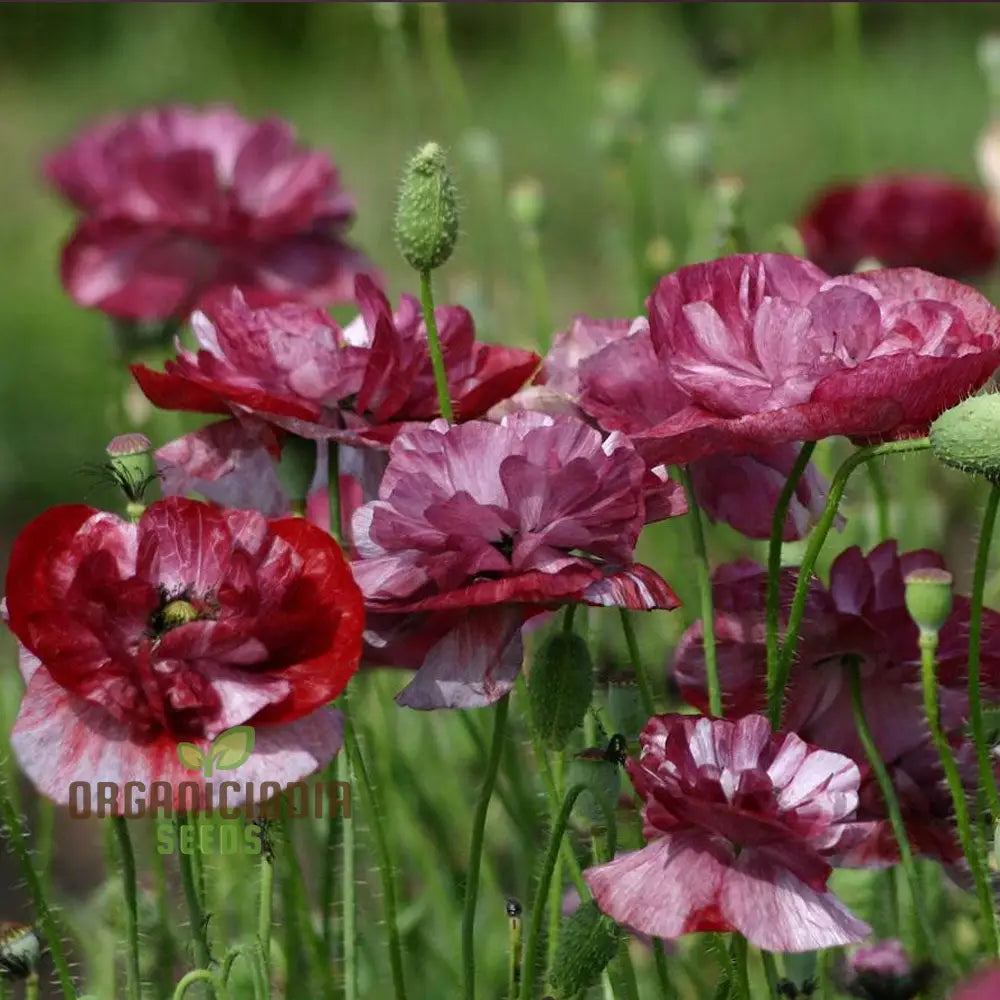 Papaver (Poppy Seeds) Rhoeas Pandora - Grow Charming And Colorful Poppy Flowers In Your Garden