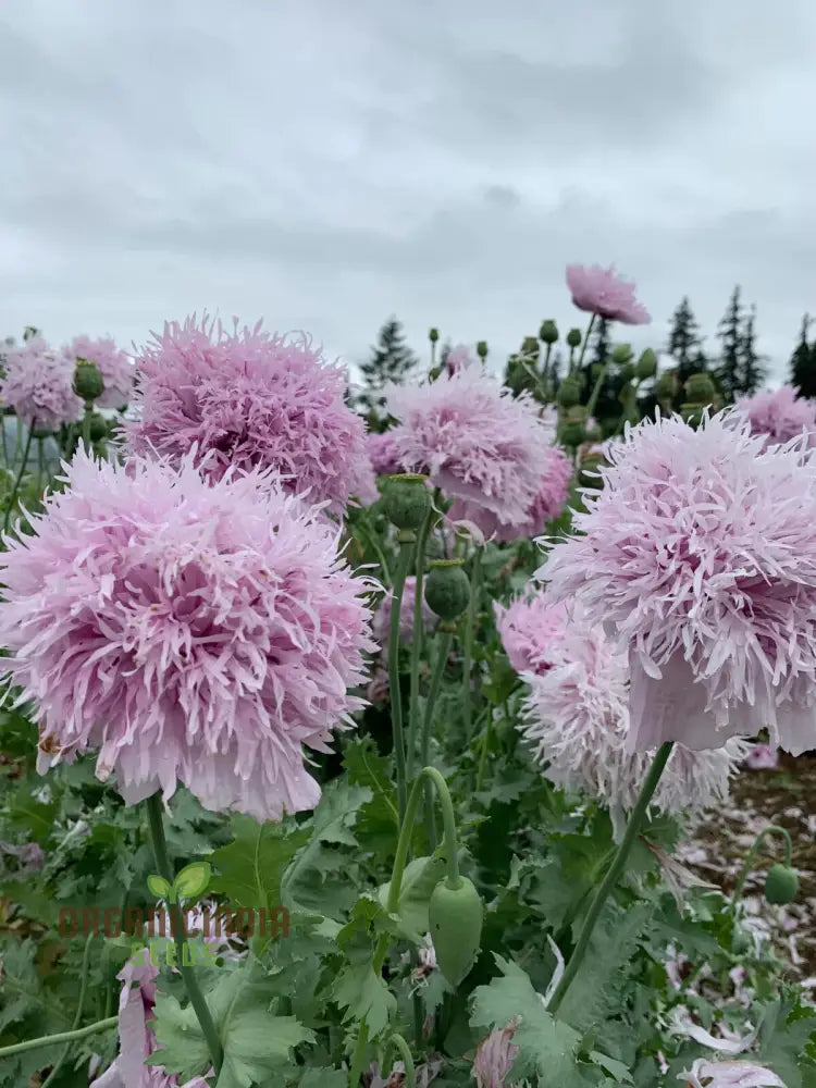 Papaver (Poppy Seeds) Somniferum Lilac Pom - Grow Lovely Poppy Flowers In Your Garden