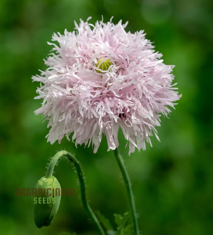 Papaver (Poppy Seeds) Somniferum Lilac Pom - Grow Lovely Poppy Flowers In Your Garden