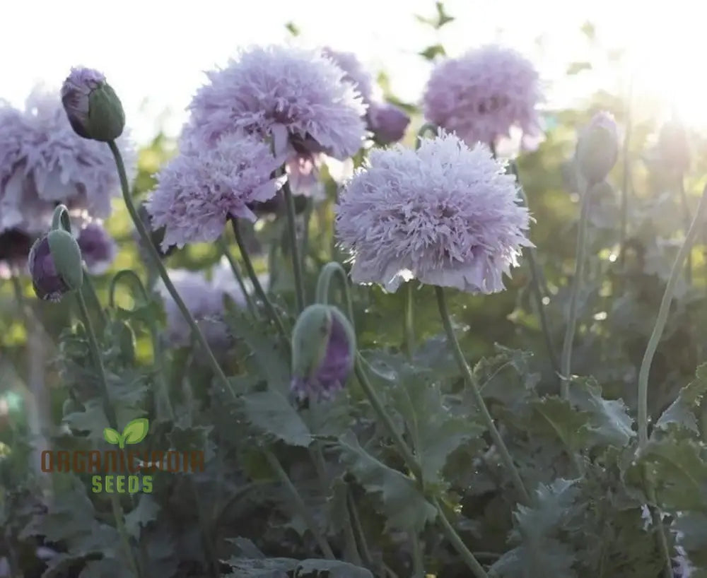 Papaver (Poppy Seeds) Somniferum Lilac Pom - Grow Lovely Poppy Flowers In Your Garden