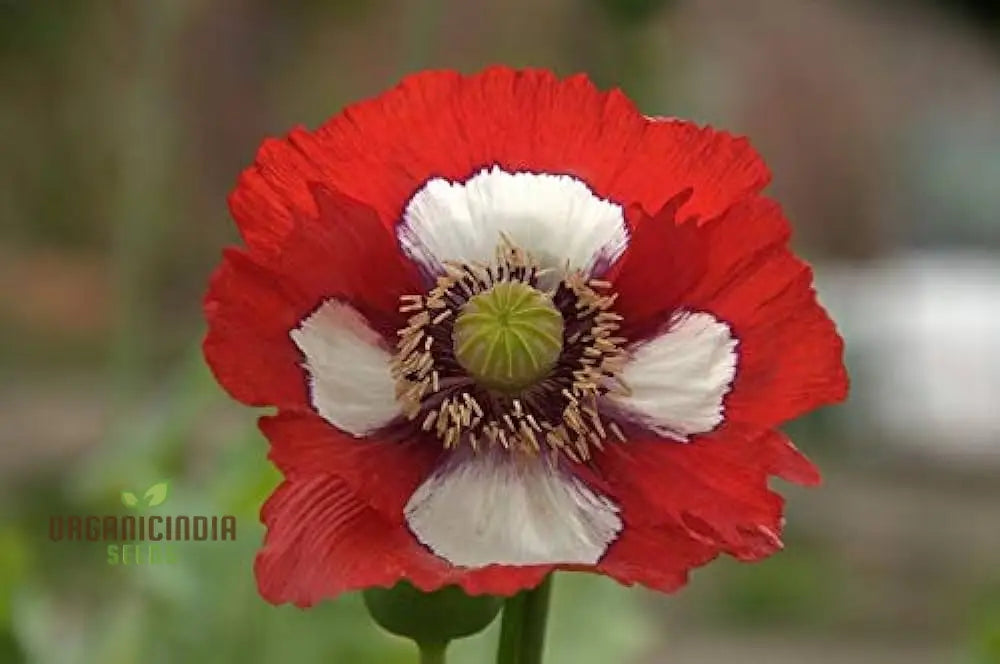 Papaver (Poppy Seeds) Victoria Cross - Grow Beautiful And Striking Poppy Flowers In Your Garden