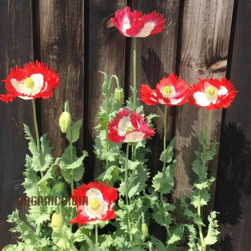 Papaver (Poppy Seeds) Victoria Cross - Grow Beautiful And Striking Poppy Flowers In Your Garden