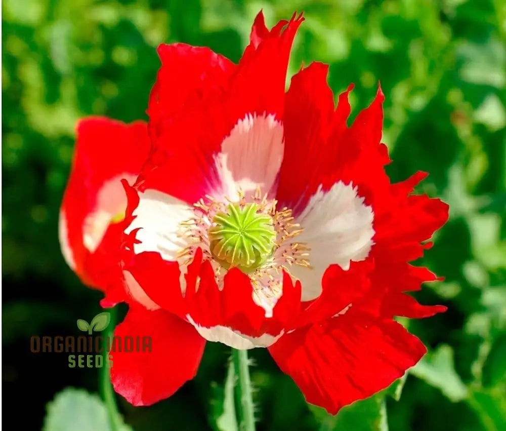 Papaver (Poppy Seeds) Victoria Cross - Grow Beautiful And Striking Poppy Flowers In Your Garden