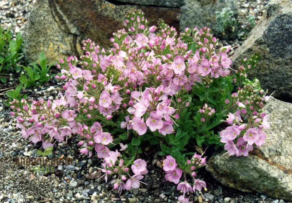 Papaver Radicatum Rosea Seeds - Exquisite Pink Blossoms For Your Garden Beds And Borders