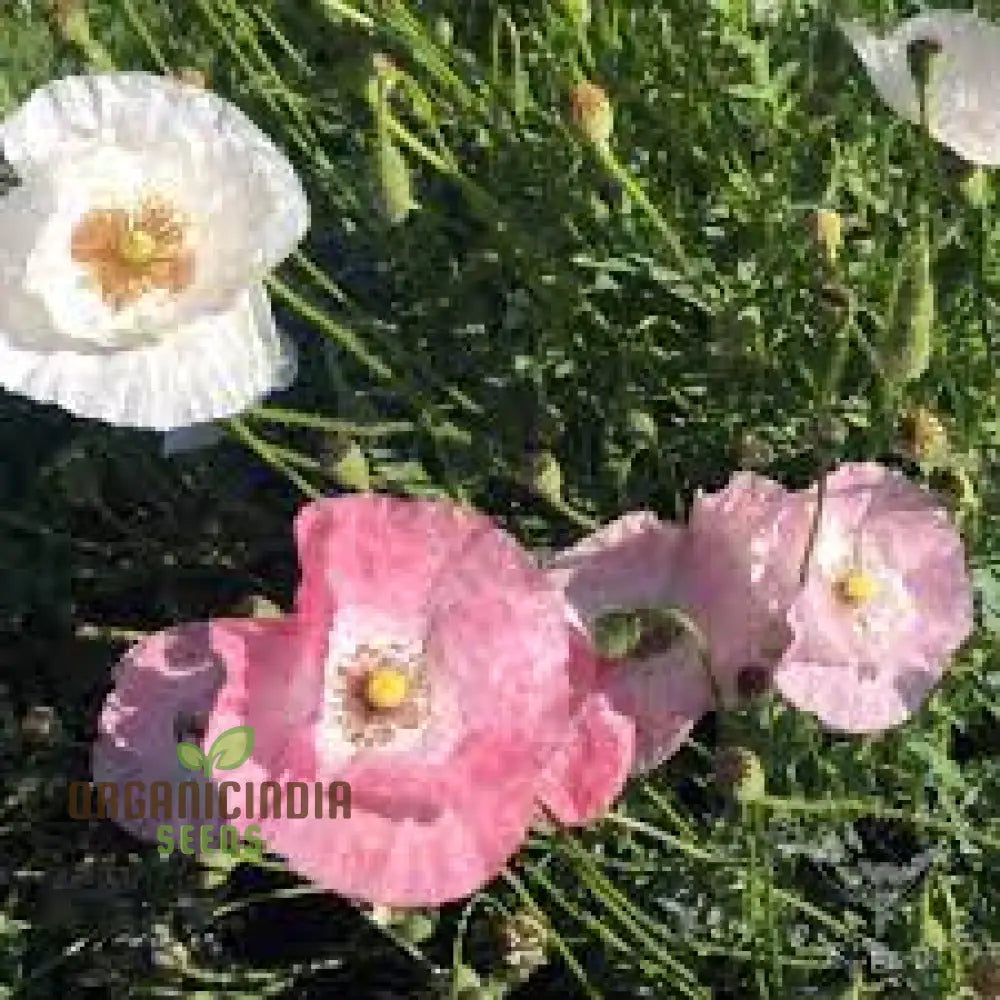 Papaver Radicatum Rosea Seeds - Exquisite Pink Blossoms For Your Garden Beds And Borders