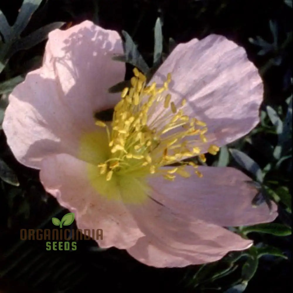 Papaver Radicatum Rosea Seeds - Exquisite Pink Blossoms For Your Garden Beds And Borders