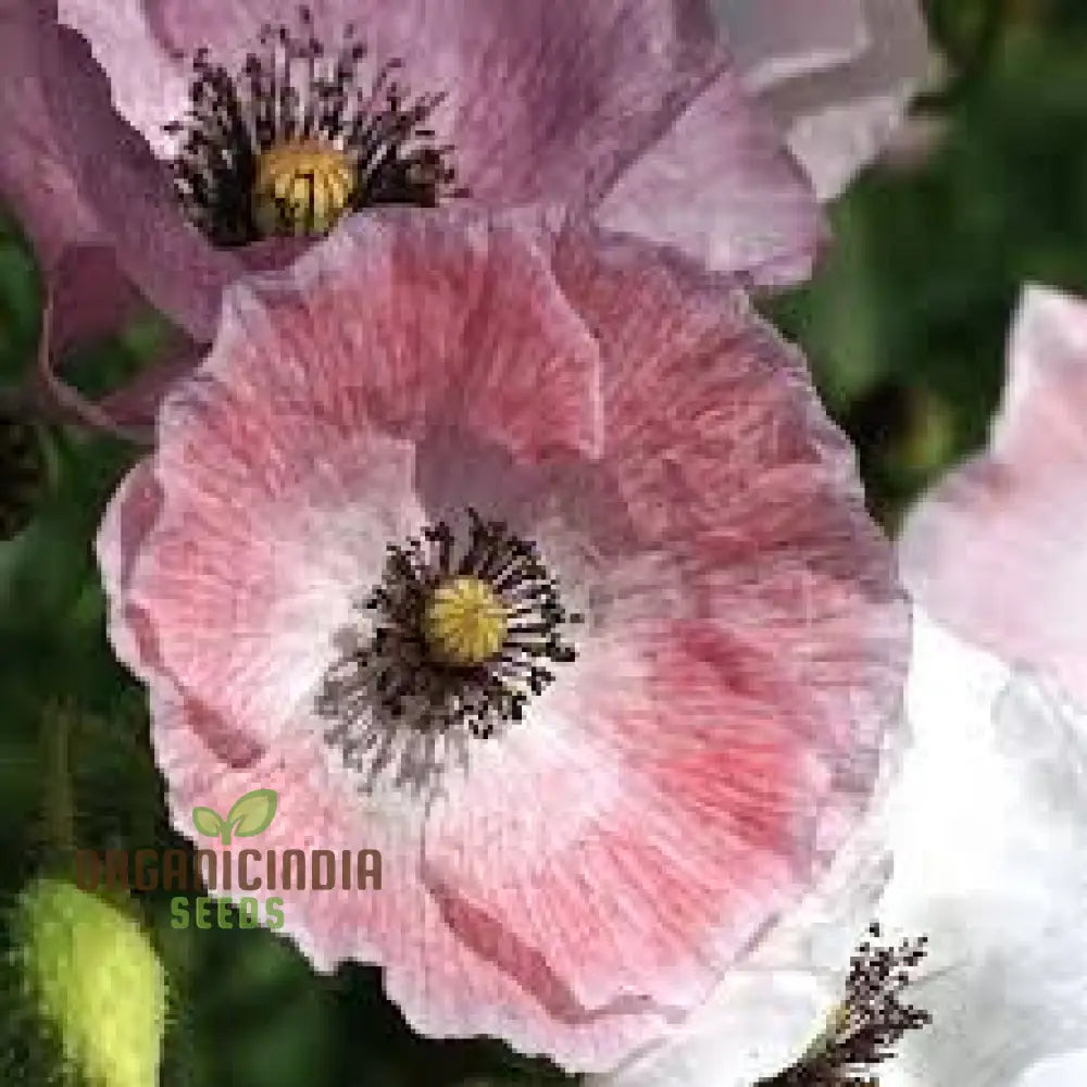 Papaver Rhoeas â€™Mother Of Pearlâ€™ Seeds For Exquisite Garden Blooms - Premium Flower Home