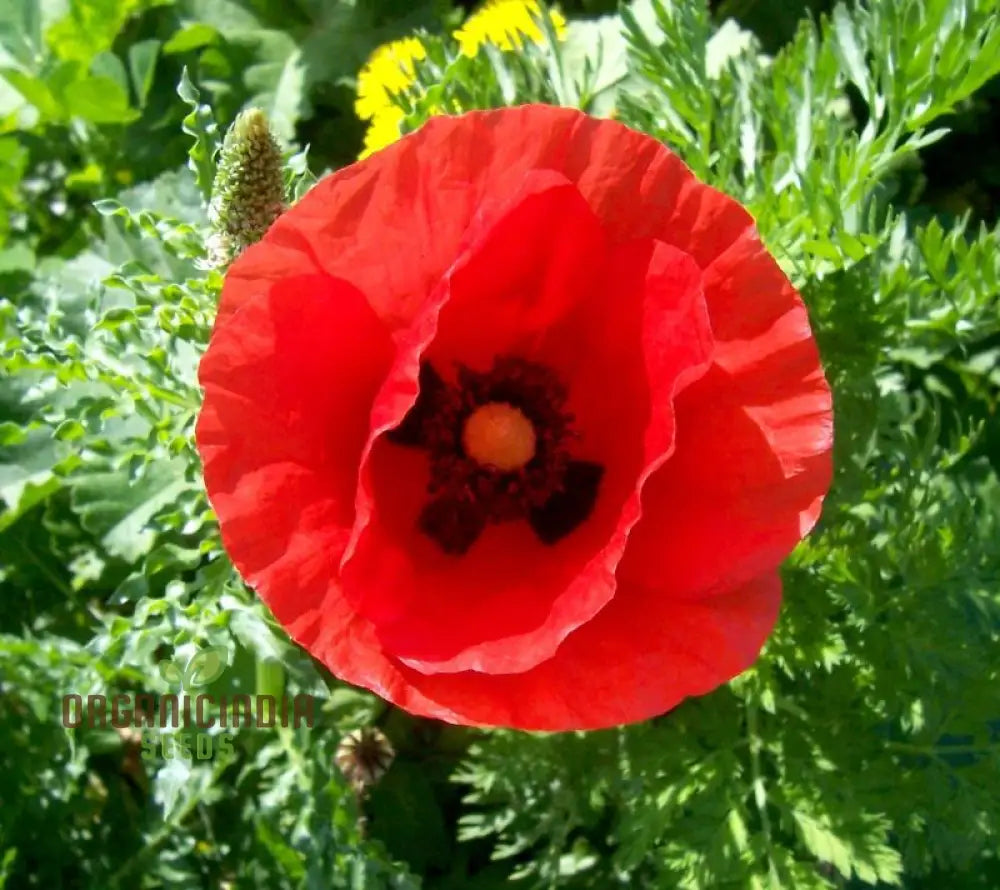 Papaver Rhoeas Seeds For Vibrant Garden Blooms | Annual Wildflower Easy Gardening High-Quality