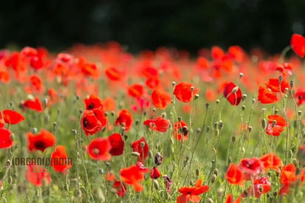 Papaver Rhoeas Seeds For Vibrant Garden Blooms | Annual Wildflower Easy Gardening High-Quality