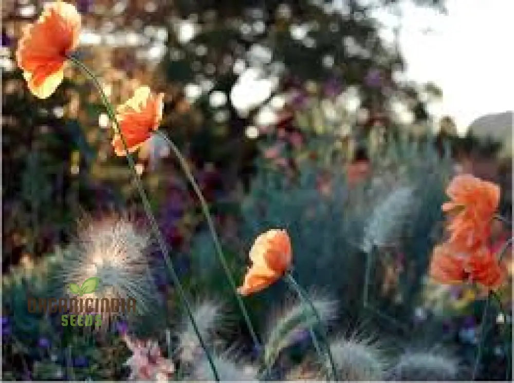 Papaver Rupifragum â€™Orange Feathersâ€™ Seeds For Vibrant Gardening Enthusiasts | Premium Papaver