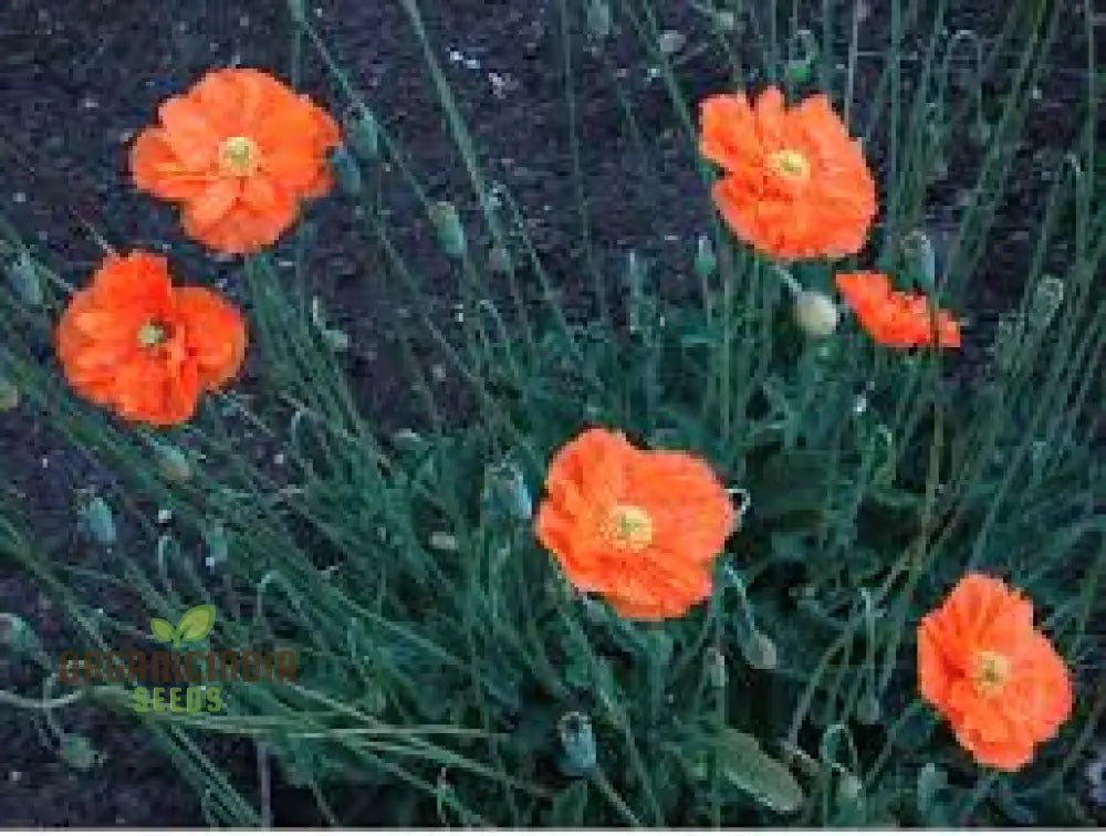 Papaver Rupifragum â€™Orange Feathersâ€™ Seeds For Vibrant Gardening Enthusiasts | Premium Papaver