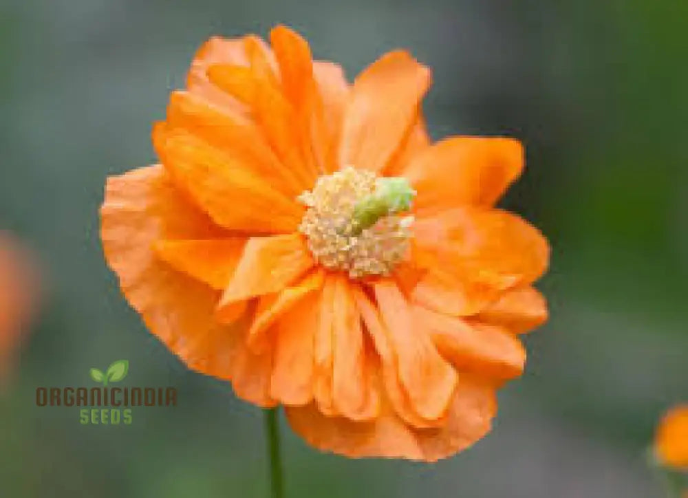 Papaver Rupifragum â€™Orange Feathersâ€™ Seeds For Vibrant Gardening Enthusiasts | Premium Papaver