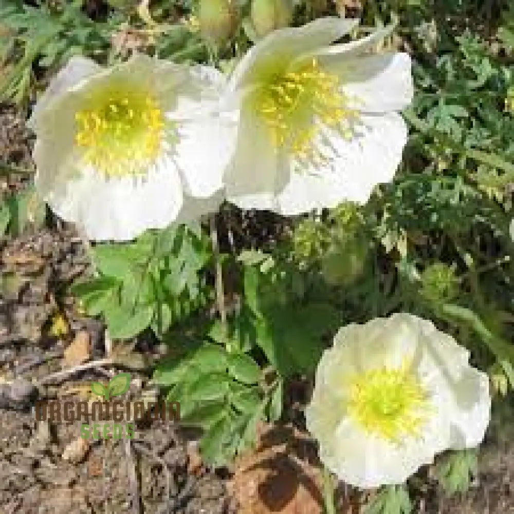 Papaver Sendtneri Seeds For Exquisite Garden Blooms | Rare Perennial Flower Gardening Enthusiasts