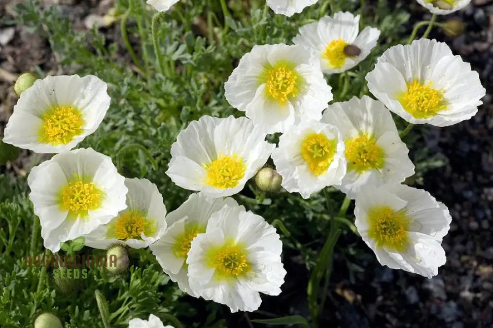 Papaver Sendtneri Seeds For Exquisite Garden Blooms | Rare Perennial Flower Gardening Enthusiasts